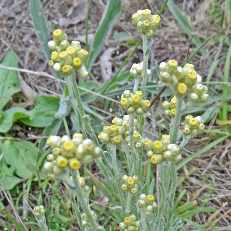 Pseudognaphalium luteoalbum