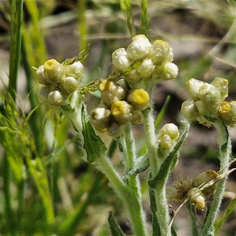 Pseudognaphalium luteoalbum