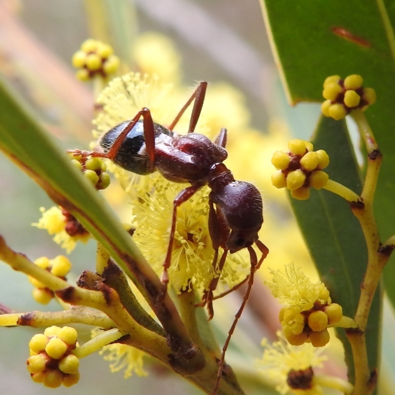 Pseudohalme laetabilis