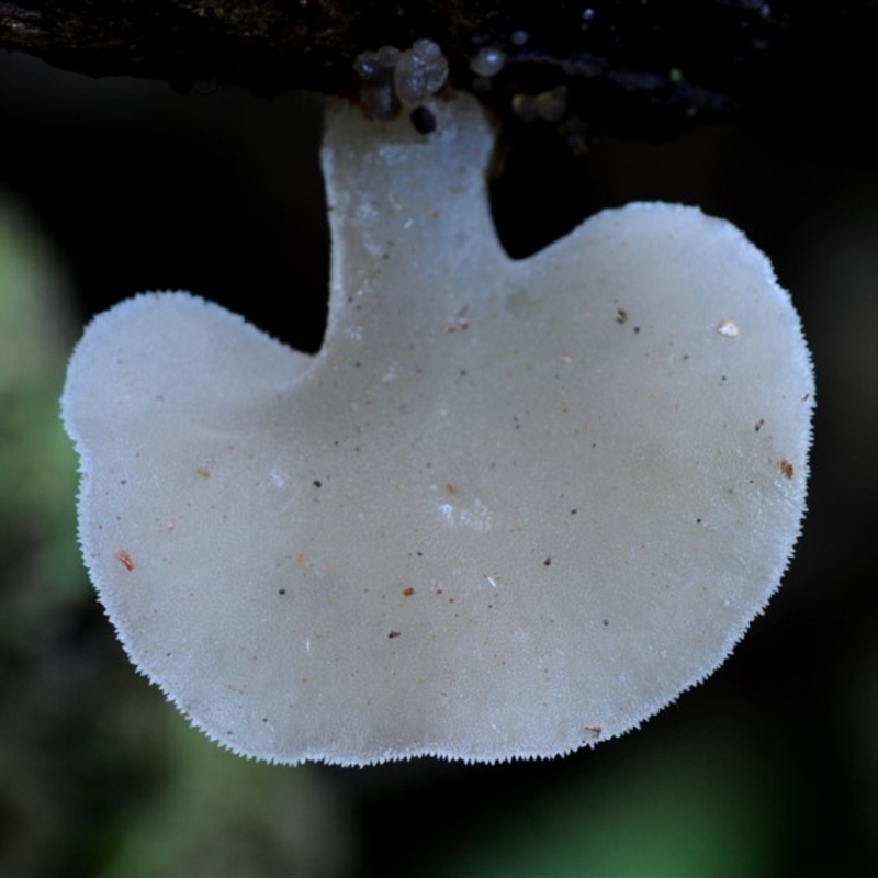 Pseudohydnum gelatinosum