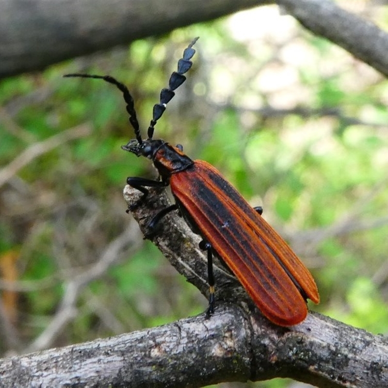 Pseudolycus sp. (genus)