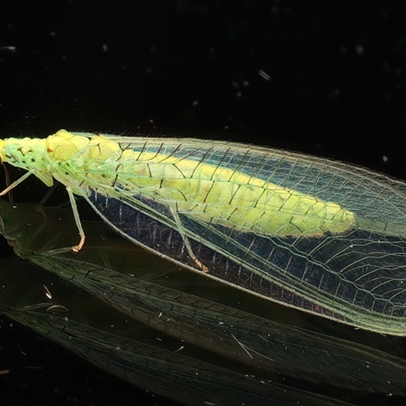 Apertochrysa edwardsi