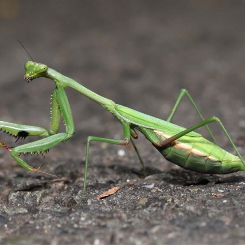 Pseudomantis albofimbriata