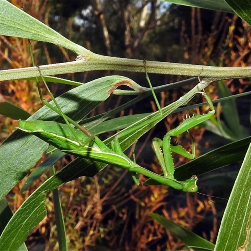 Pseudomantis albofimbriata