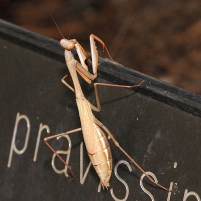 Pseudomantis albofimbriata