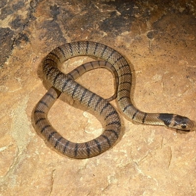 juveniles with black on top of head and neck with break in between