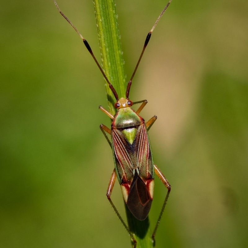 Pseudopantilius australis