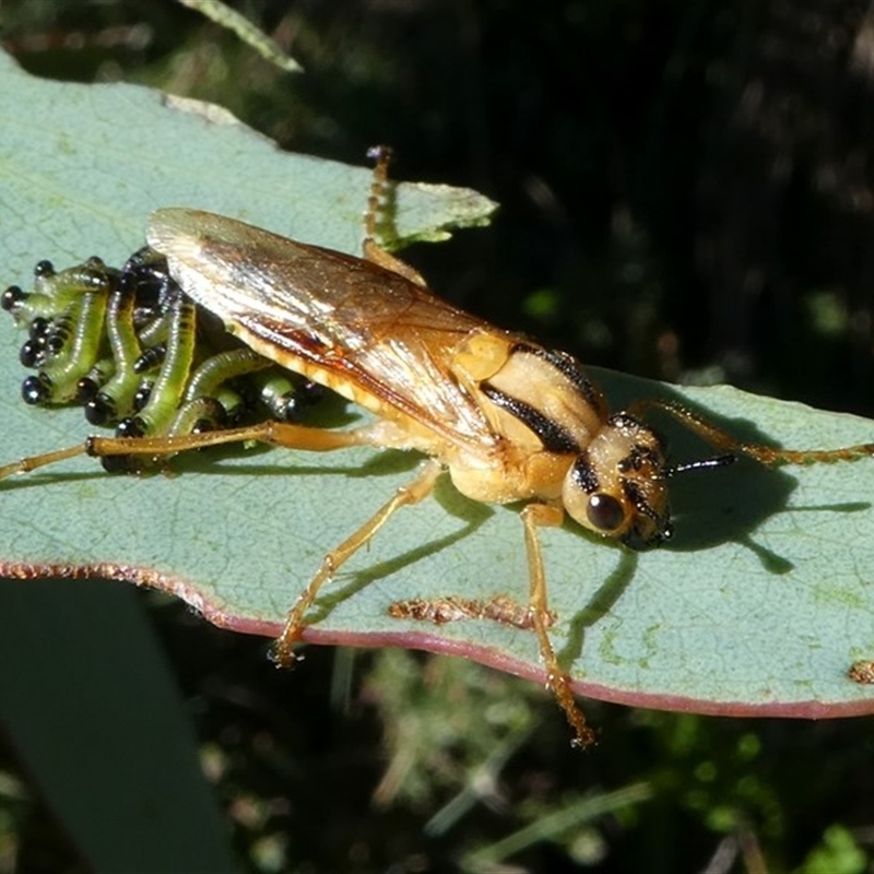 Pseudoperga lewisii