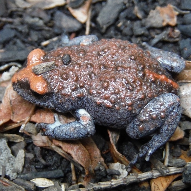 Blue Mountains specimen