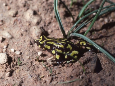 Pseudophryne pengilleyi (Northern Corroboree Frog)