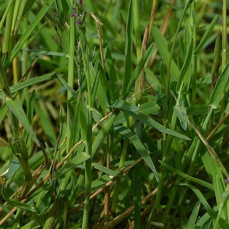 Pseudoraphis paradoxa