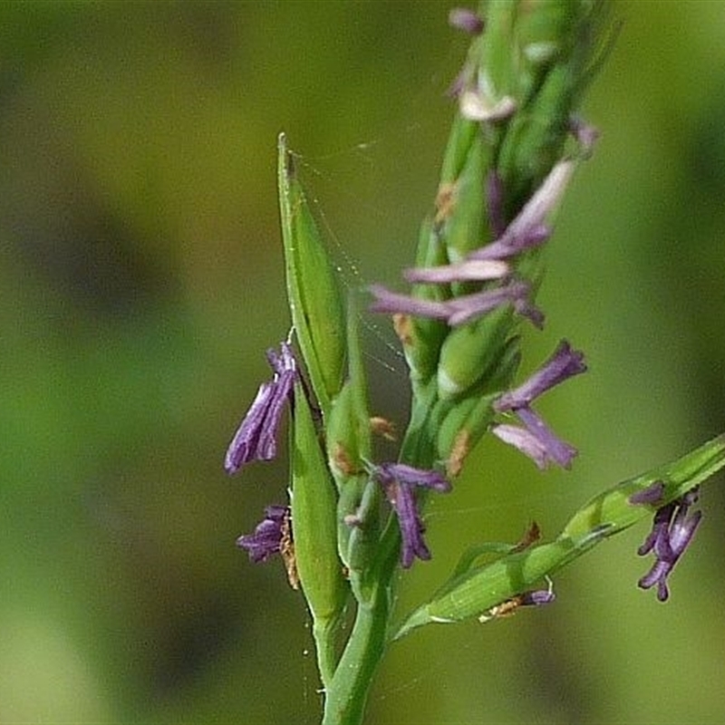 Pseudoraphis paradoxa