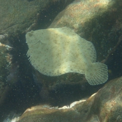 Pseudorhombus jenynsii