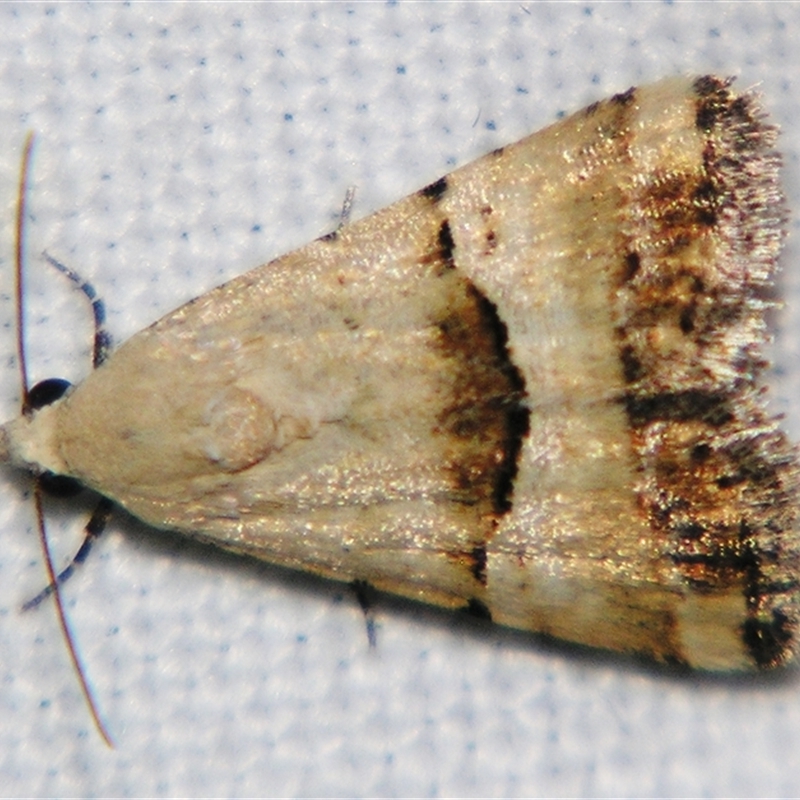 Pseudozarba orthopetes