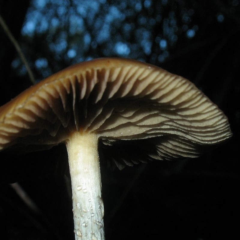 Psilocybe sp.