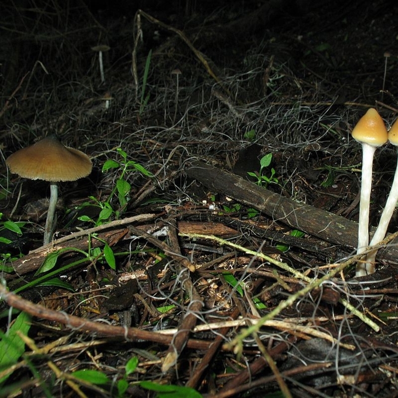 Psilocybe sp.