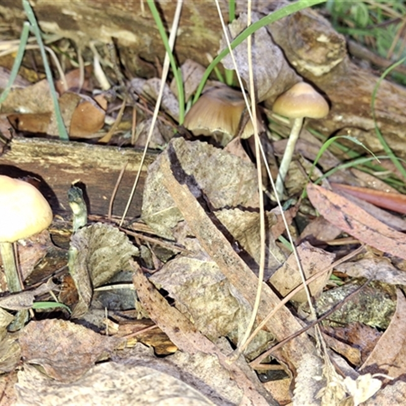 Psilocybe subaeruginosa