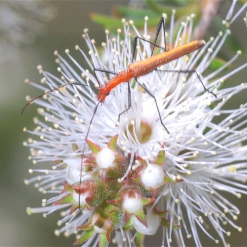 Psilomorpha tenuipes