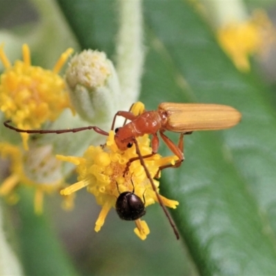 Psilomorpha tenuipes