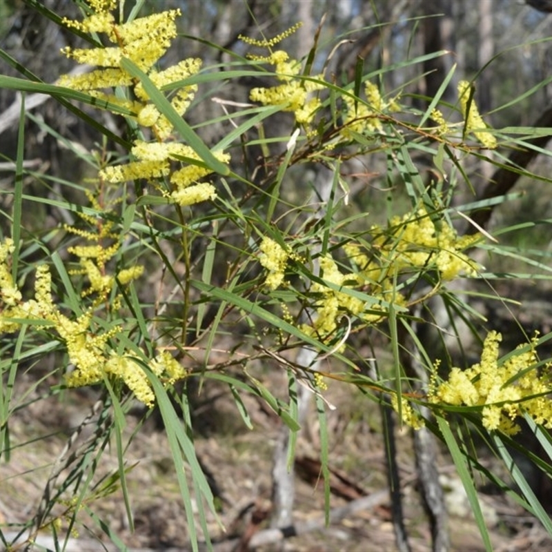 Acacia longifolia