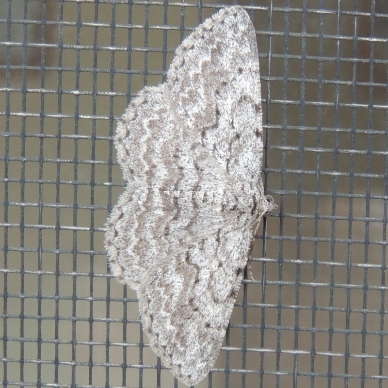 Psilosticha absorpta