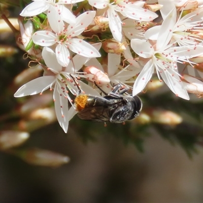 Psilota sp. (genus)