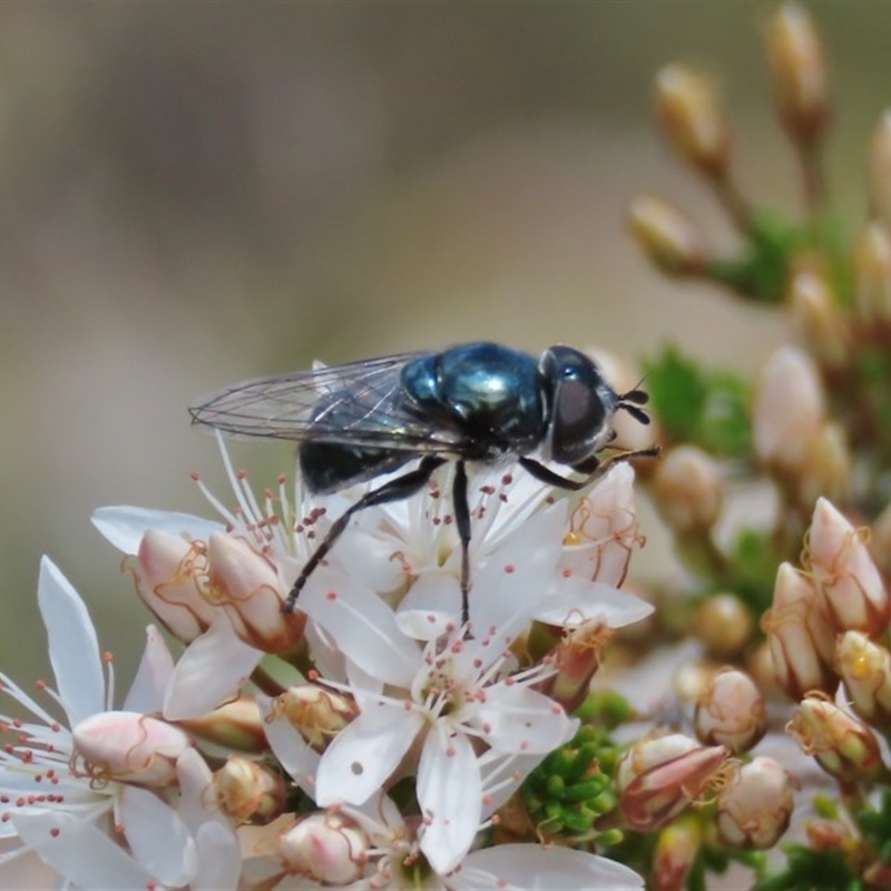 Psilota sp. (genus)