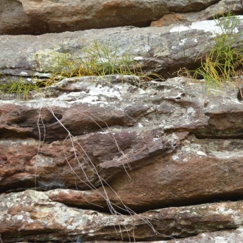 Psilotum nudum