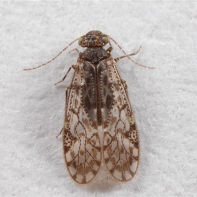 Psocodea 'Psocoptera' sp. (order)