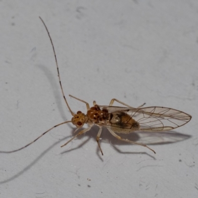 PSOCOPTERA (Order)