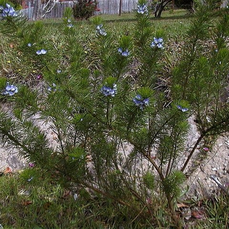 Psoralea pinnata