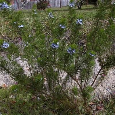 Psoralea pinnata