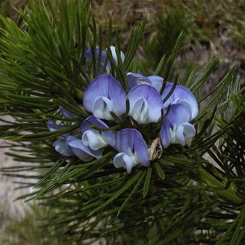 Psoralea pinnata