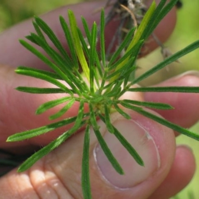 Psoralea pinnata