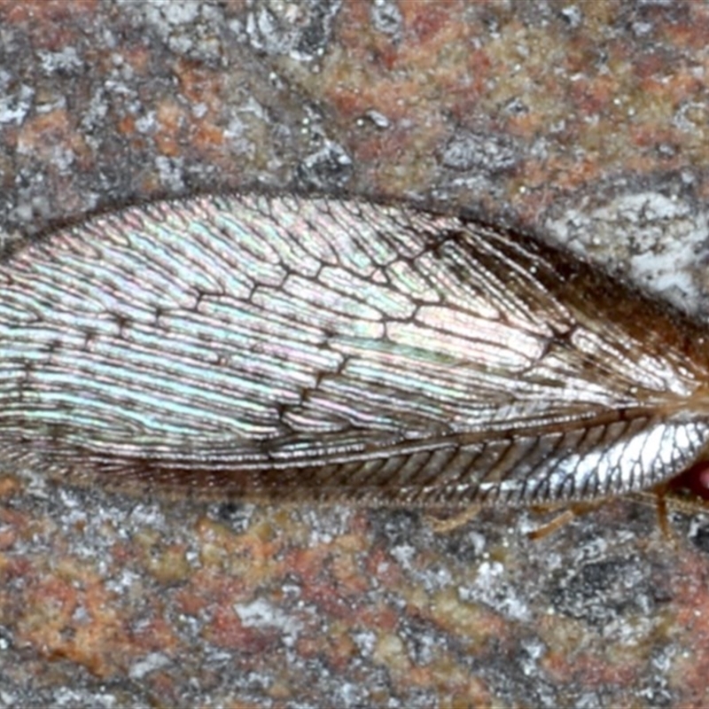 Psychobiella sp. (genus)