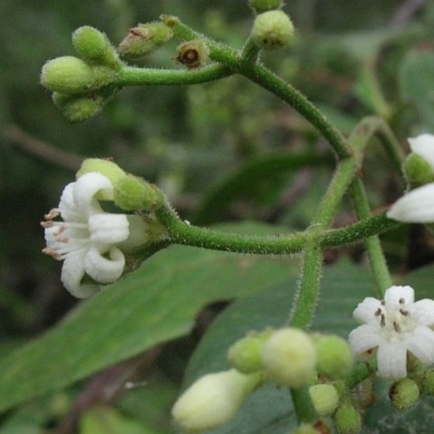 Psychotria loniceroides