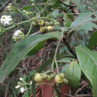 Psychotria loniceroides