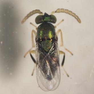 adult wasp soon after it emerged from the psyllid nymph