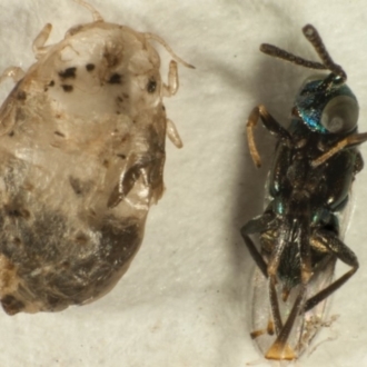 husk of the psyllid nymph on left and wasp on right