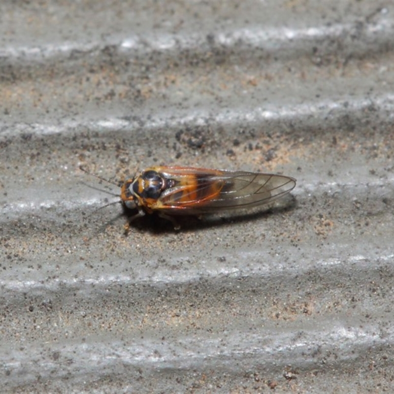 Psyllidae sp. (family)