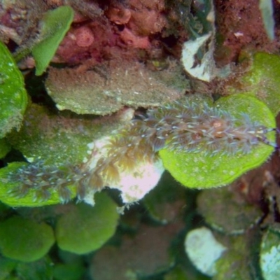 Pteraeolidia ianthina