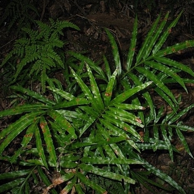 Pteris umbrosa