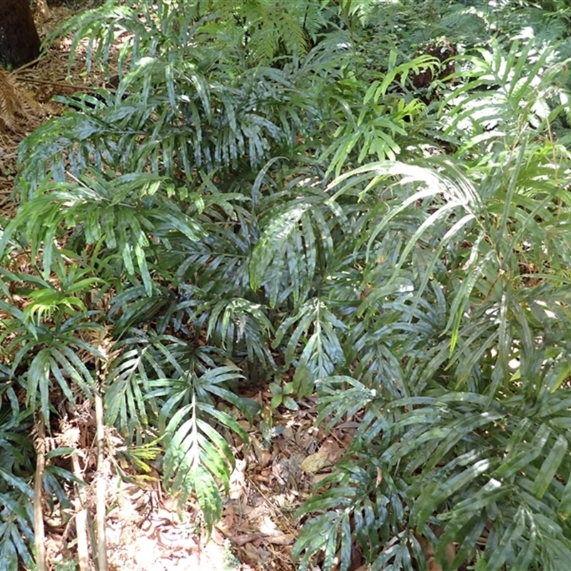 Pteris umbrosa