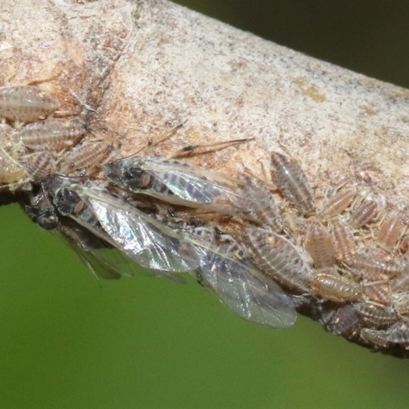 Pterocomma populeum