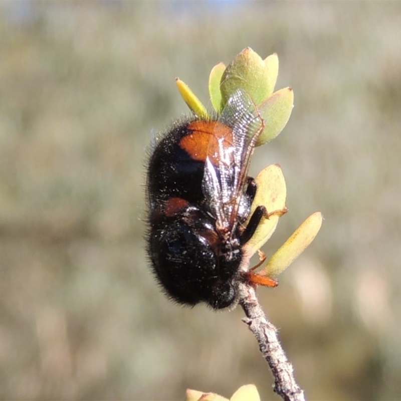 Pterodontia mellii