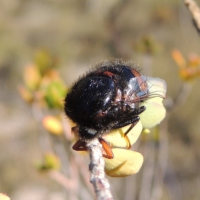 Pterodontia mellii