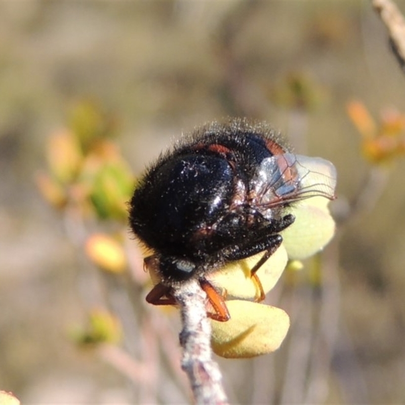 Pterodontia mellii