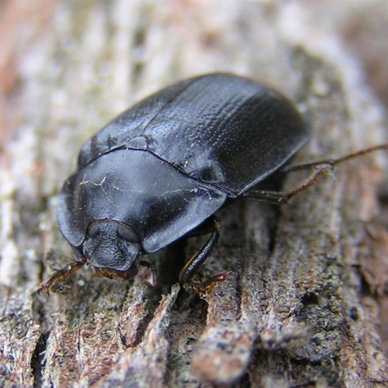 Pterohelaeus piceus