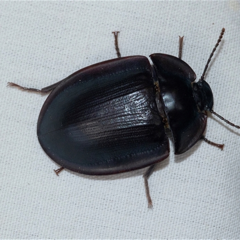 Pterohelaeus piceus