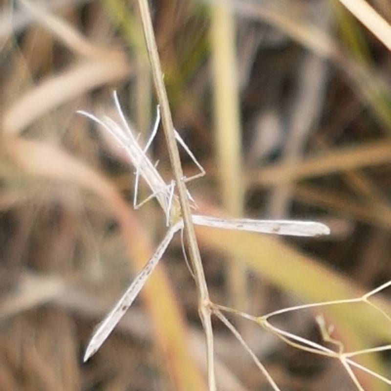 Pterophoridae (family)